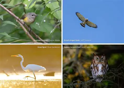 WWWBurungNews: Your Premier Source for Avian Insights and Birding Adventures