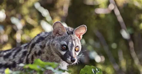 Ziemianie w innych krajach