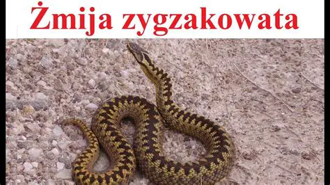 Żmija Zygzakowata: Tajemniczy Wąż Polski i Jego Zaskakujące Fakty